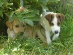 Izzy som valp under Pionbusken. Här bor även en liten terrier.